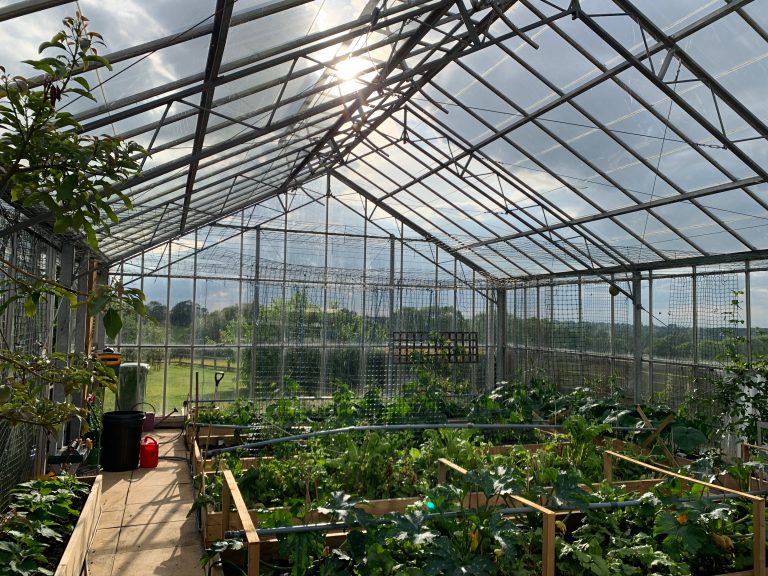 Mrs. D's greenhouse