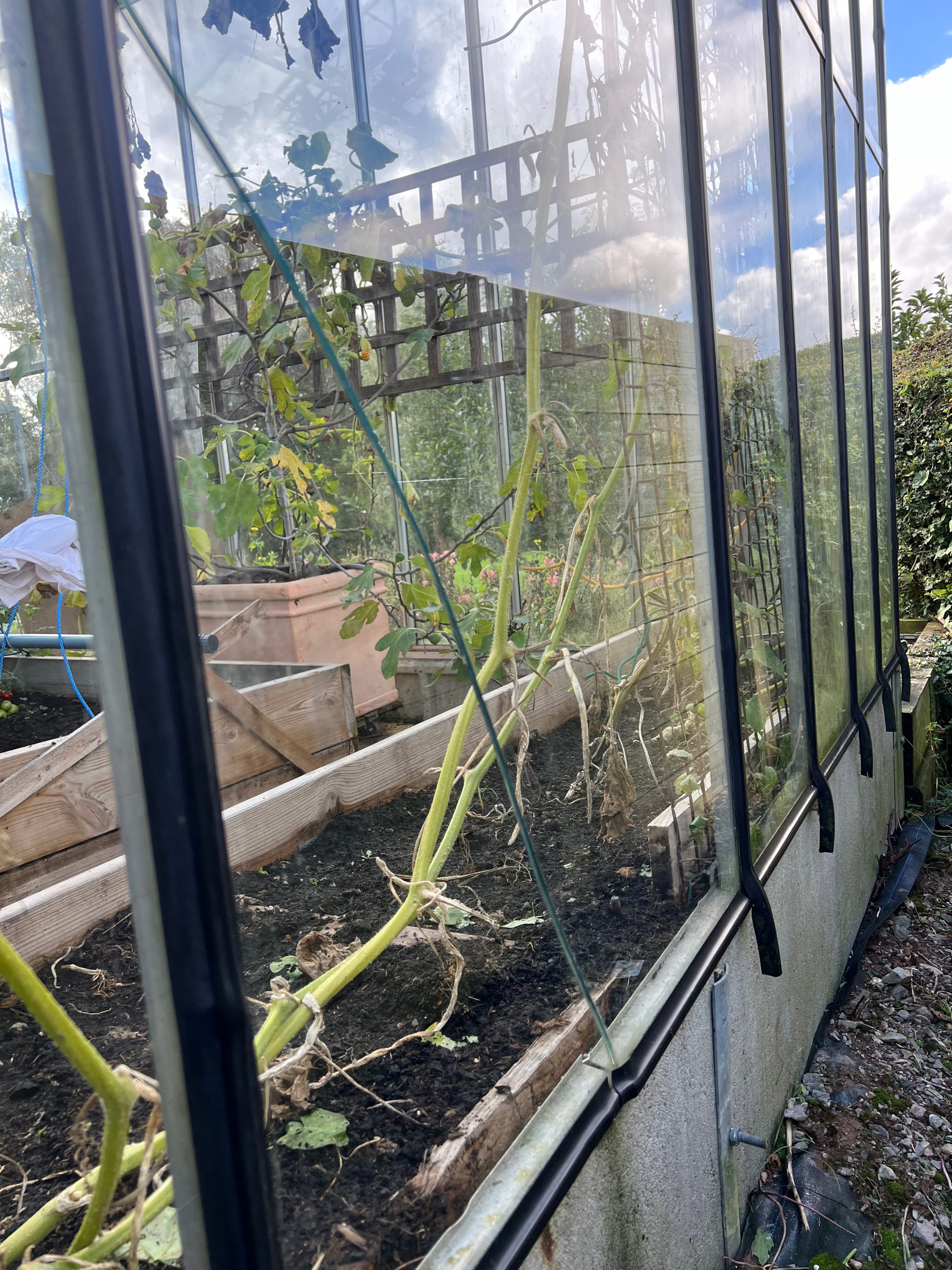 Crack in the glass from the otherside of the greenhouse